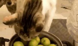猫咪可不可以吃水果